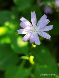 Image result for Lactuca glandulifera