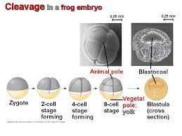 The zygote divides itself many times by mitosis until an a zygote is single cell which is formed immediately after fertilization. Chapter 47 Animal Development Power Point Lecture Presentations