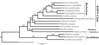 Image result for Blepharis diversispina