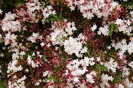 Image result for Jasminum schimperi