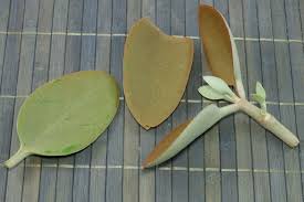 How To Grow Copper Spoons Kalanchoe Orgyalis From Leaf And Stem Cuttings In 2020 House Plants Cacti And Succulents Lush Green