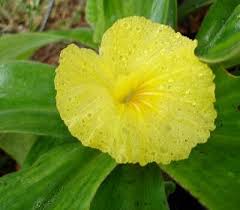 Image result for Siphonochilus kirkii - yellow-flowered form