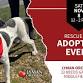Adopt a Rescue Dog at Lyman Orchards event image