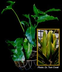 Image result for Stenostelma