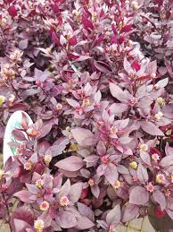 Alternanthera brasiliana, alternanthera dentata семейство амарантовые (amaranthaceae). Alternanthera Dentata Little Ruby Flowers And Foliage Colour Ground Covers Plants Ross Evans Garden Centre