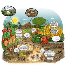 Dessin Jardin Bio Culture Des Legumes Dessin Jardin Culture Bio