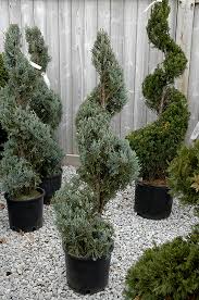 If you're familiar with permaculture, the herb spiral is a part of it. Wichita Blue Juniper Spiral Juniperus Scopulorum Wichita Blue Spiral In Orange County Ca California Ca At Roger S Gardens
