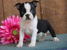Maybe you would like to learn more about one of these? Boston Terrier Puppies For Sale Denver Co 241406