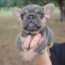 The french bulldog is a sturdy, compact, stocky little dog, with a large square head that has a rounded forehead. Tri Colored French Bulldogs Sok Pa Google Bulldog Puppies French Bulldog Puppies French Bulldog Puppy