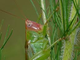 Image result for Erythrocephalum