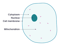 More images for plant cell easy drawing and label » File Simple Diagram Of Animal Cell En Svg Simple English Wikipedia The Free Encyclopedia