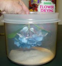 How to recharge silica gel | ehow.com. Drying Hydrangeas With Silica Gel Plant Addicts