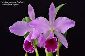 Cattleya Jenmanii F Orlata Cattleya Orchid Flower Beautiful Orchids