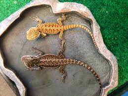 Swimming Pool Bearded Dragon Lizard Animals
