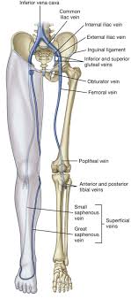Lower Limb Basicmedical Key