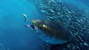 Tuna — tuna, are several species of ocean dwelling fish in the family scombridae, mostly in tunas are fast swimmers they have been clocked at 70 km/h (45 mph) and include several species that are. The Story Of Atlantic Bigeye Tuna The Pew Charitable Trusts