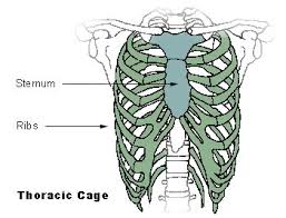 In this episode we'll learn about the simple structure of the rib cage and have a look at the detailed anatomical parts of the ribs. Rib Cage Facts For Kids