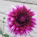 Dahlias will continue to bloom profusely throughout the summer and fall until a hard frost kills the plant. Alauna Clair Obscur Cactus Dahlia American Meadows