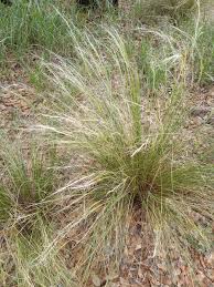 Image result for Polystachya tenuissima