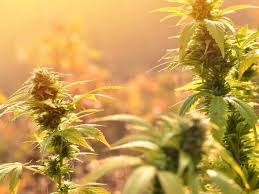 During the flowering stage your plant starts diverting energy from vegetative growth into bud production that it believes will help produce offspring. Transplanting Timing Hardening Cannabis For The Outdoors