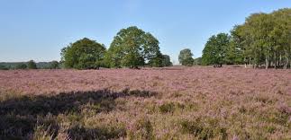 Fietspad dwars door het nationaal park hoge kempen. Heide In Bloei Fietstocht Van Treinstation Ede Wageningen Naar Treinstation Dieren Hn Sportief Informatief
