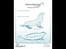 Seals Versus Sea Lions National Geographic Society Sea Lion Lions Sea