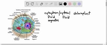 Cell = restaurant cells are made up of parts called organelles that help the cell function properly. Solved Create An Analogy Of The Animal Or Plant Cell Refer To Youtube For Additional Examples Of An Analogy Of The C