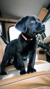 Black And Tan Labrador Puppies For Sale Beautiful Handcrafted Accessories And Jewellery Available For Labrador Moms And Labrador Dads At Pawspassion Lab Puppies Black Labrador Puppy Cute Baby Animals