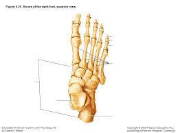 Its not option a because a foramen is a hole in a bone not a mark. Essentials Of Human Anatomy And Physiology 9e By Elaine N Marieb Copyright C 2009 Pearson Education Inc Publishing As Pearson Benjamin Cummings Figure Ppt Download