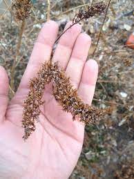 Butterfly bush got its name after adam buddle, the british botanist who brought this plant from asia to england in 1774. Photo Of The Seed Pods Or Heads Of Butterfly Bush Buddleja Davidii Black Knight Posted By Skiekitty Garden Org