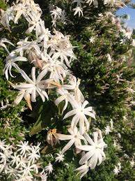 Image result for Jasminum streptopus