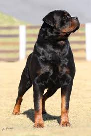Rottweiler Is Amazing Dog Breed Goruntuler Ile Rottweiler Hayvan Fotografciligi Kopek