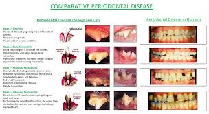 Bone loss is most commonly associated with the following diseases: Can Periodontitis Be Reversed