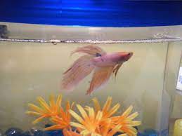 Sep 24, 2020 · yes, you can put fish tank decorations in the dishwasher. How To Decorate Your Fish Tank Dos And Don Ts Pethelpful