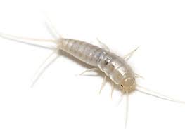 Small silver bugs in orchid plants. Facts About Silverfish Terro Learning Center