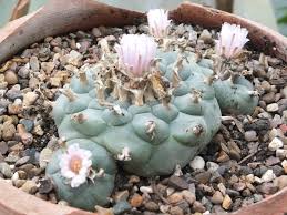 In the nature the peyote cactus and the san pedro cactus work brilliantly on the senses. Peyote Magic Cactus By Bob Flowerdew