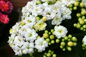 Image result for Kalanchoe calandiva