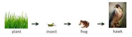 Check spelling or type a new query. Food Chains Food Webs And Energy Pyramids Texas Gateway
