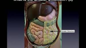 Gastrointestinal tract and associated organs. Anatomy Major Organs Abdominopelvic Quadrants Regions Youtube