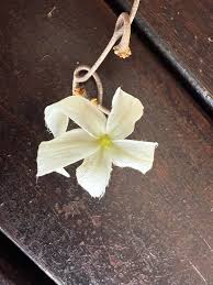 Image result for Ancylobothrys robusta