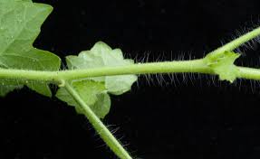 Image result for Pavonia leptocalyx