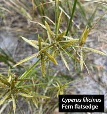 Image result for Cyperus sphacelatus