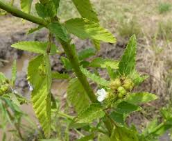 Image result for Melochia melissifolia