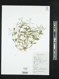Image result for Stemodiopsis buchananii