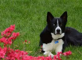 Image result for Robin Egg Blue 2018 Fleet