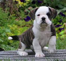 The american pit bull terrier is loyal, tough on itself, and tenacious. Beabull Puppies For Sale Greenfield Puppies