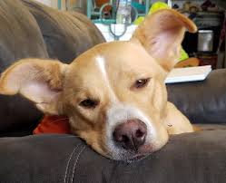 Carly Mae - My Fairy Dawg Mother Rescue