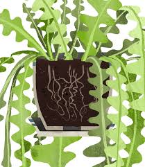 This cactus is quite safe for a home environment. Fishbone Cactus
