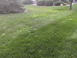 How To Kill Grabgrass And Get Rid Of It Naturally? Ope Reviews
