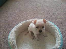 Free breakfast can be enjoyed at the following pet friendly hotels in little rock Puppies For Sale In Arkansas Petfinder